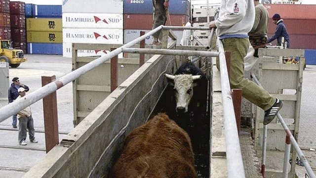 Exportaci N En Pie Retoma Operativa Con Fuerza Hay Que Dejar Terneros